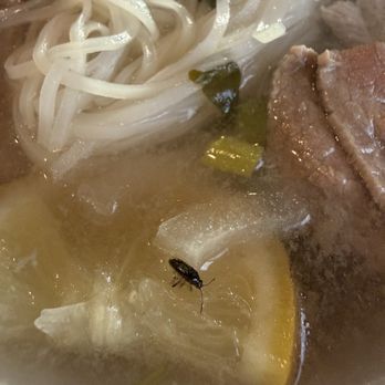 Nam Van Noodle Cafe - A bug in my pho - Vietnamese Near Me - Sparks, Nevada Nam Van Noodle Cafe - A bug in my pho - Vietnamese Near Me - Sparks, Nevada