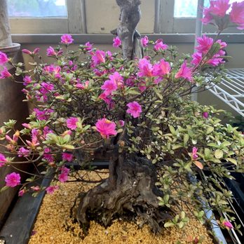 Bucks County Bonsai - Azalea - Nurseries & Gardening Near Me - Perkasie, Pennsylvania