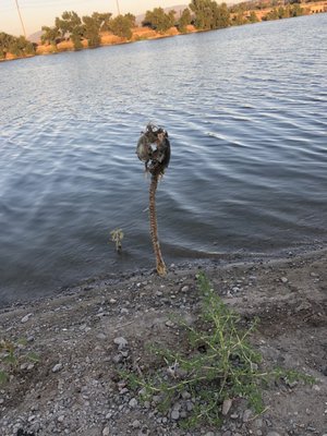 Santa Ana River Lakes Map Santa Ana River Lakes, 4060 E La Palma Ave, Anaheim, Ca, Fishing Lakes &  Ponds - Mapquest