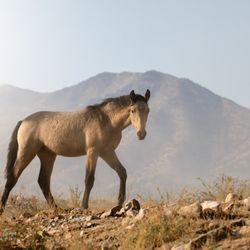 Wild Horse Photo Safaris - This bay colt looks with interest while crossing over a nearby ridge.