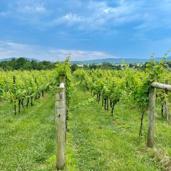 Delaplane Cellars - View of the grapes - Wineries Near Me - Delaplane, Virginia Delaplane Cellars - View of the grapes - Wineries Near Me - Delaplane, Virginia