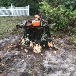 AA Stump Grinding - 36" Oak Stump before