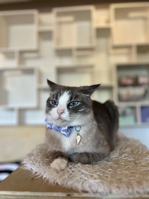 NEKO Cat Cafe Bellingham by null