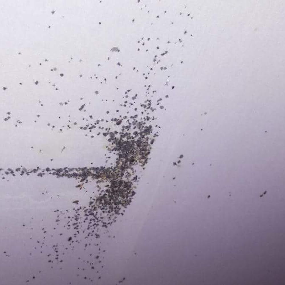 Bed Bugs All Gone - Bed Bugs All Gone services - Pest Control Near Me Bed Bugs All Gone - Bed Bugs All Gone services - Pest Control Near Me