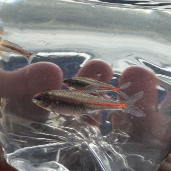 Ultimate Aquarium - Aquarium Services Near Me - San Mateo, California