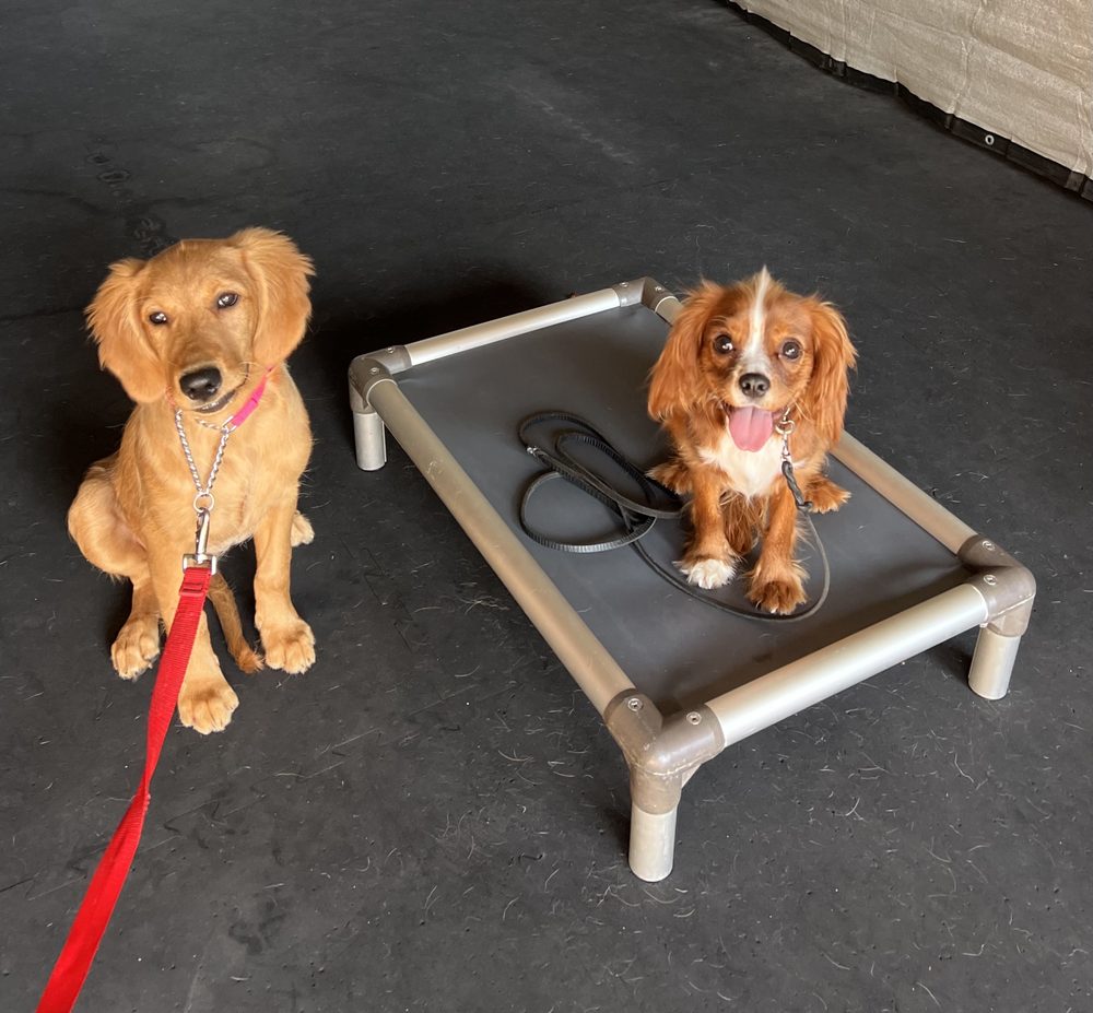 BAYARD KENNEL Updated September 2024 Request Consultation 21