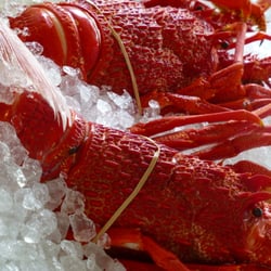 Blue Fin Blairgowrie - Crayfish #CornellSeafood