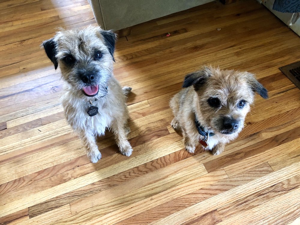 KENNEL CLUB GROOMING 23 Photos Pet Groomers 12 Newfield St