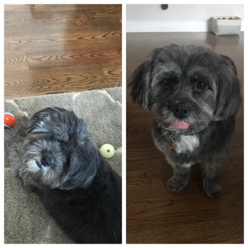 Dot Dogs - Pet Groomers Near Me - Dorchester, Massachusetts