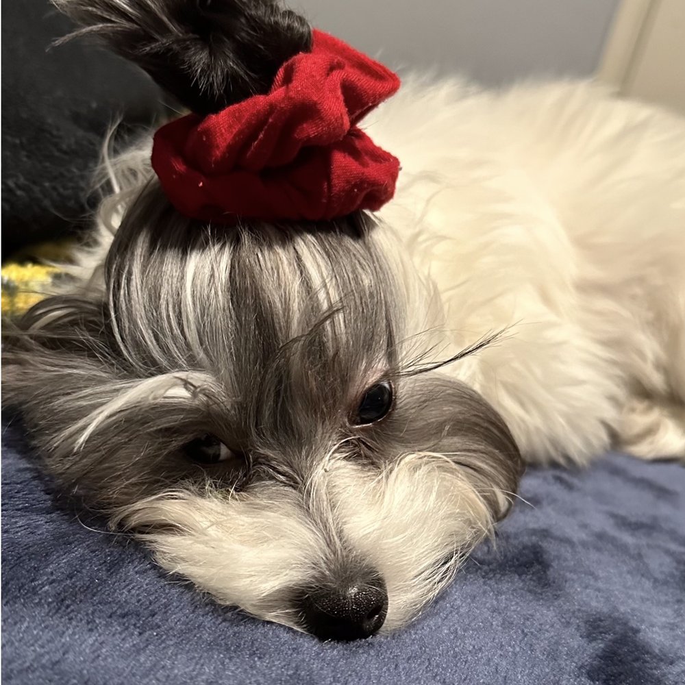 ANNA’S PET GROOMING Updated August 2024 281 Photos & 316 Reviews