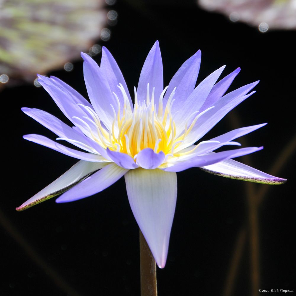 Gilbert Counseling - grief counselor in Raleigh, NC