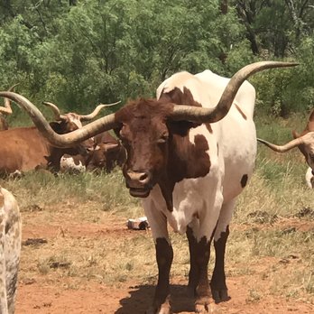 Perini Ranch Steakhouse - He said pick your steak. I picked this one! - Steakhouses Near Me - Buffalo Gap, Texas Perini Ranch Steakhouse - He said pick your steak. I picked this one! - Steakhouses Near Me - Buffalo Gap, Texas