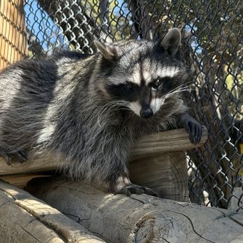 Animal Ark - Maple, the raccoon - Zoos Near Me - Reno, Nevada Animal Ark - Maple, the raccoon - Zoos Near Me - Reno, Nevada