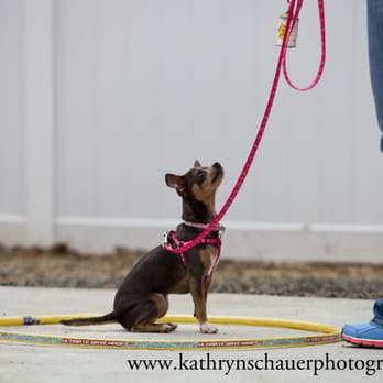Shoreline Pet Lodge - Pet Training Near Me - Branford, Connecticut Shoreline Pet Lodge - Pet Training Near Me - Branford, Connecticut