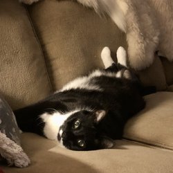 The Cat Clinic - My Raven, 14 yrs old.