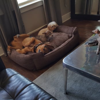 Mike's Dog Store - The fur-babies loving their new doggie bed from Wag More! - Pet Stores Near Me - San Antonio, Texas Mike's Dog Store - The fur-babies loving their new doggie bed from Wag More! - Pet Stores Near Me - San Antonio, Texas