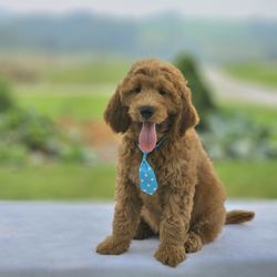 True Hearted Doodles - F1 Standard Goldendoodle