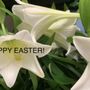 Photo of Atascocita Lake Houston Florist