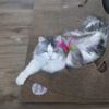 MelMel's Pet Sitting Services - We're the Cat's Miaow gift card