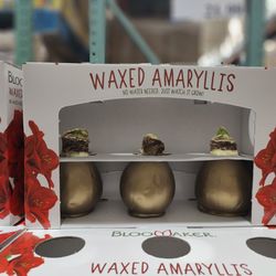 Costco - Waxed Amaryllis?