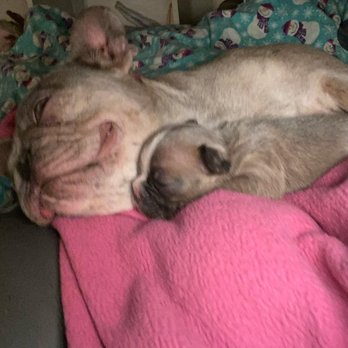 Dirk Butchko Pro Vet - Moana The Singleton - Veterinarians Near Me - Riverside, California Dirk Butchko Pro Vet - Moana The Singleton - Veterinarians Near Me - Riverside, California