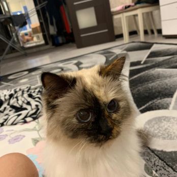 SEN Foundation Animal Rescue - Animal Shelters Near Me SEN Foundation Animal Rescue - Animal Shelters Near Me