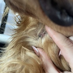 The Yard Dog - Scabbing lesion