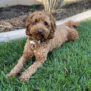 My Doodle Crush - Our handsome boy - Pet Breeders Near Me My Doodle Crush - Our handsome boy - Pet Breeders Near Me