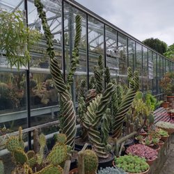 Botanische Tuin Zuidas - Along one hothouse wall, the succulent collection