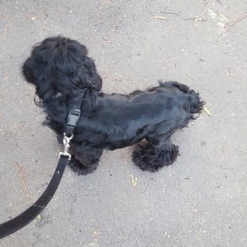PetSmart - This how my dog was gave back to me! looked ridiculous !!!! - Pet Training Near Me - Santa Maria, California PetSmart - This how my dog was gave back to me! looked ridiculous !!!! - Pet Training Near Me - Santa Maria, California