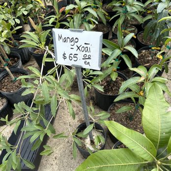 Doan's Nursery - Mango trees - Nurseries & Gardening Near Me - Irving, Texas Doan's Nursery - Mango trees - Nurseries & Gardening Near Me - Irving, Texas
