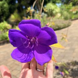 Dancing Oaks Nursery and Gardens