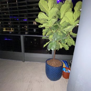 Galloway Farm Nursery - Fiddle fig leaf - Nurseries & Gardening Near Me - Miami, Florida Galloway Farm Nursery - Fiddle fig leaf - Nurseries & Gardening Near Me - Miami, Florida