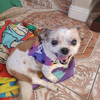 In & Out Pet - Pet Groomers Near Me - Las Vegas, Nevada In & Out Pet - Pet Groomers Near Me - Las Vegas, Nevada