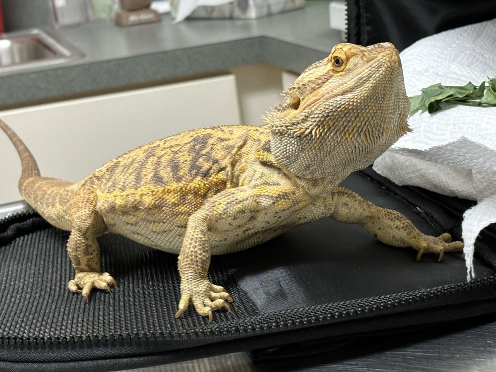Southgate Animal Hospital - pet boarding facility in Southgate, MI