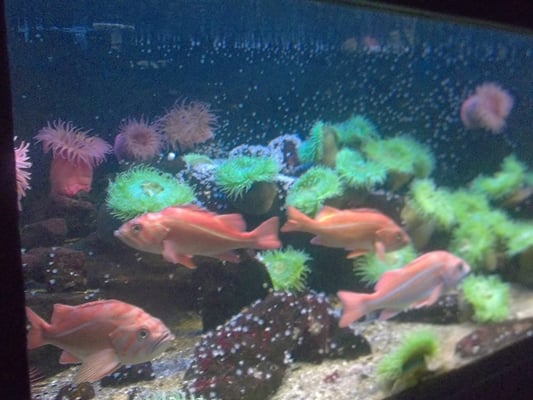 Grand Aquarium Saint Malo by null