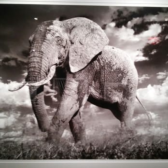 Rotella Gallery - This is how I like to see wildlife taken..with a camera. David Yarrow exhibit - Art Galleries Near Me - Bellevue, Washington