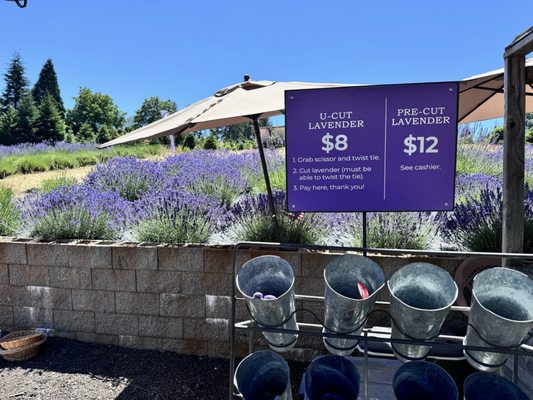 Helvetia Lavender Farm and Christmas Tree Farm by null