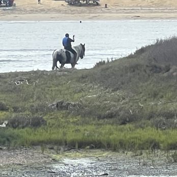 Tecolote Shores - You can see horses on Fiesta island from the shore - Parks Near Me - San Diego, California