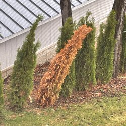 Arbor Vista Nursery
