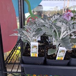 Grace's Hydro-Organic Garden Center