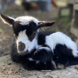Dream to Reality Farm
