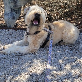 Confident Canines Training - Pet Training Near Me