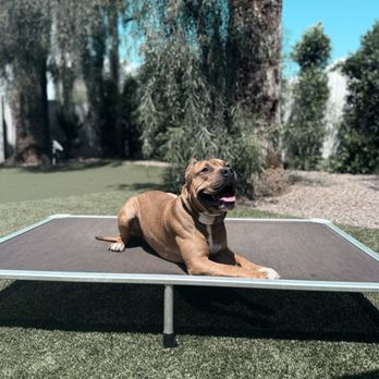 Connected Canine - Pet Training Near Me - Phoenix, Arizona Connected Canine - Pet Training Near Me - Phoenix, Arizona