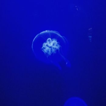 Aquarium Pyramid - Aquariums Near Me - Galveston, Texas Aquarium Pyramid - Aquariums Near Me - Galveston, Texas