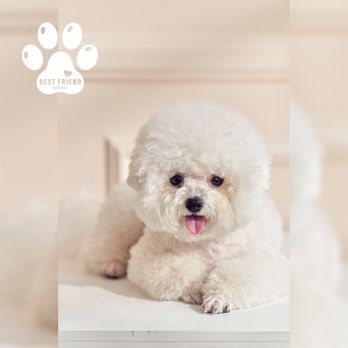 Best Friend Studios - Pet Photography Near Me - Los Angeles, California Best Friend Studios - Pet Photography Near Me - Los Angeles, California