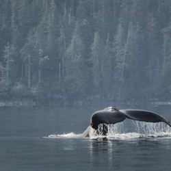 Prince of Whales - Humpback