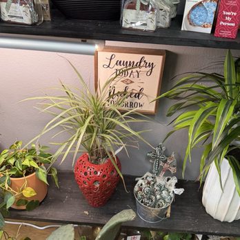 The Dizzy Daisy - Florists Near Me - Orange, California