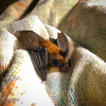 XterminatriX - Bat - Pest Control Near Me XterminatriX - Bat - Pest Control Near Me