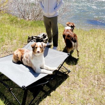 Stand Proud Dog Training - Excellent job holding place on her cot - Pet Training Near Me - Reno, Nevada
